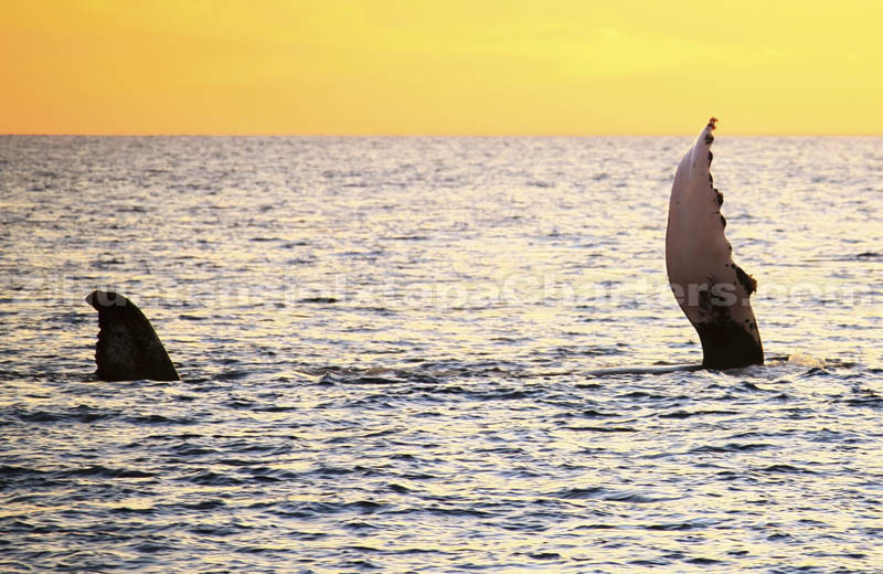 Certified Whale watchers